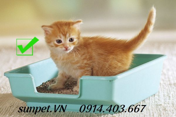 Cát vệ sinh cho mèo