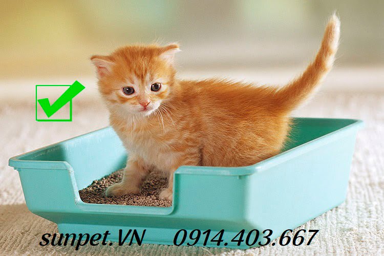 Cát vệ sinh cho mèo