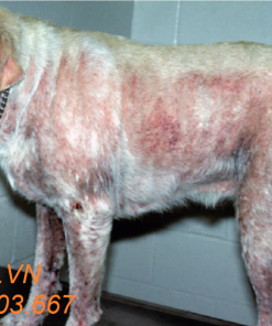 Bom ghẻ mỹ detomax doramectin