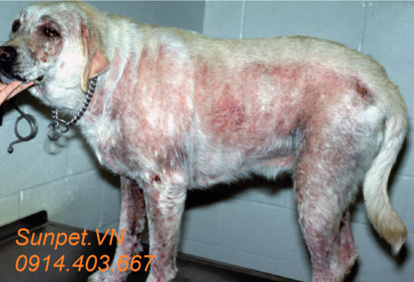 Bom ghẻ mỹ detomax doramectin