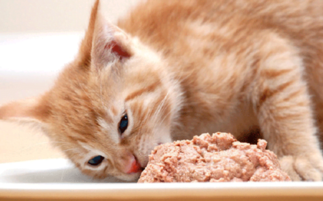 Mèo thích ăn gan
