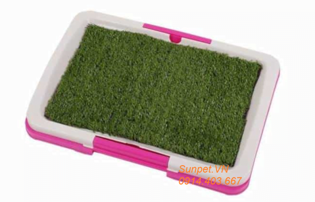 nên mua khay vệ sinh cho chó loại nào