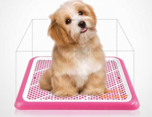 nên mua khay vệ sinh cho chó loại nào