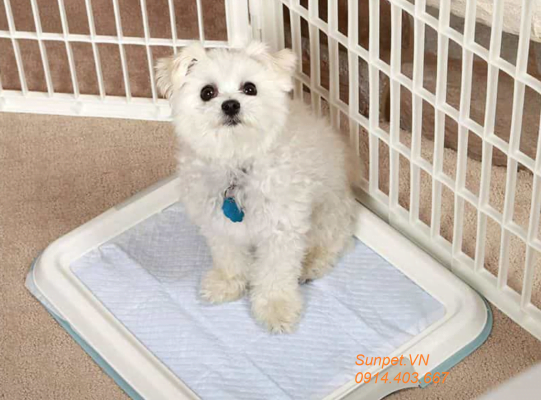 nên mua khay vệ sinh cho chó loại nào