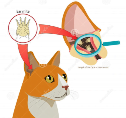 phòng và điều trị viêm tai chó mèo