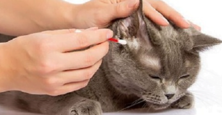 phòng và điều trị viêm tai chó mèo