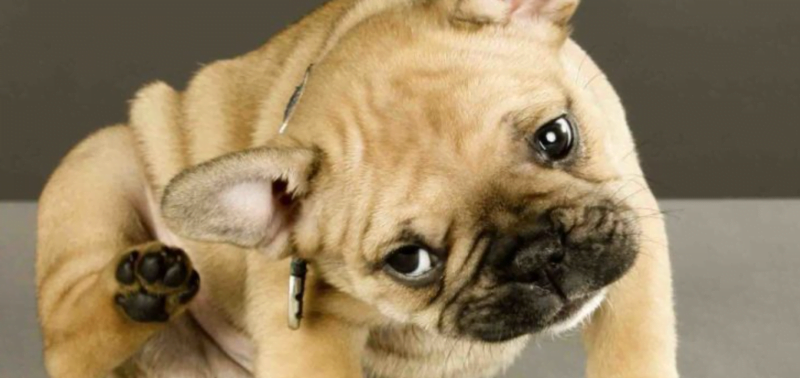 phòng và điều trị viêm tai chó mèo