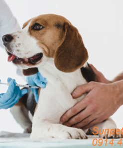 Thuốc gây mê Zoletil 50