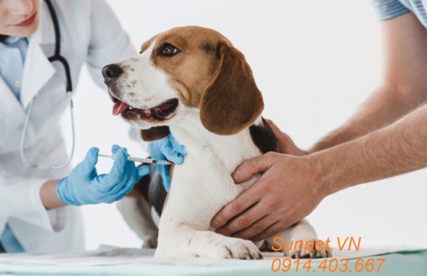 Thuốc gây mê Zoletil 50