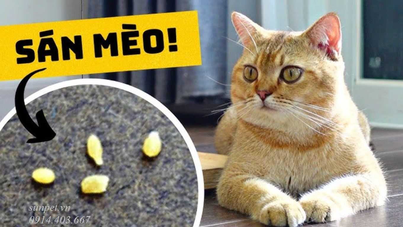 Trứng sán mèo và nguy cơ lây nhiễm cho người